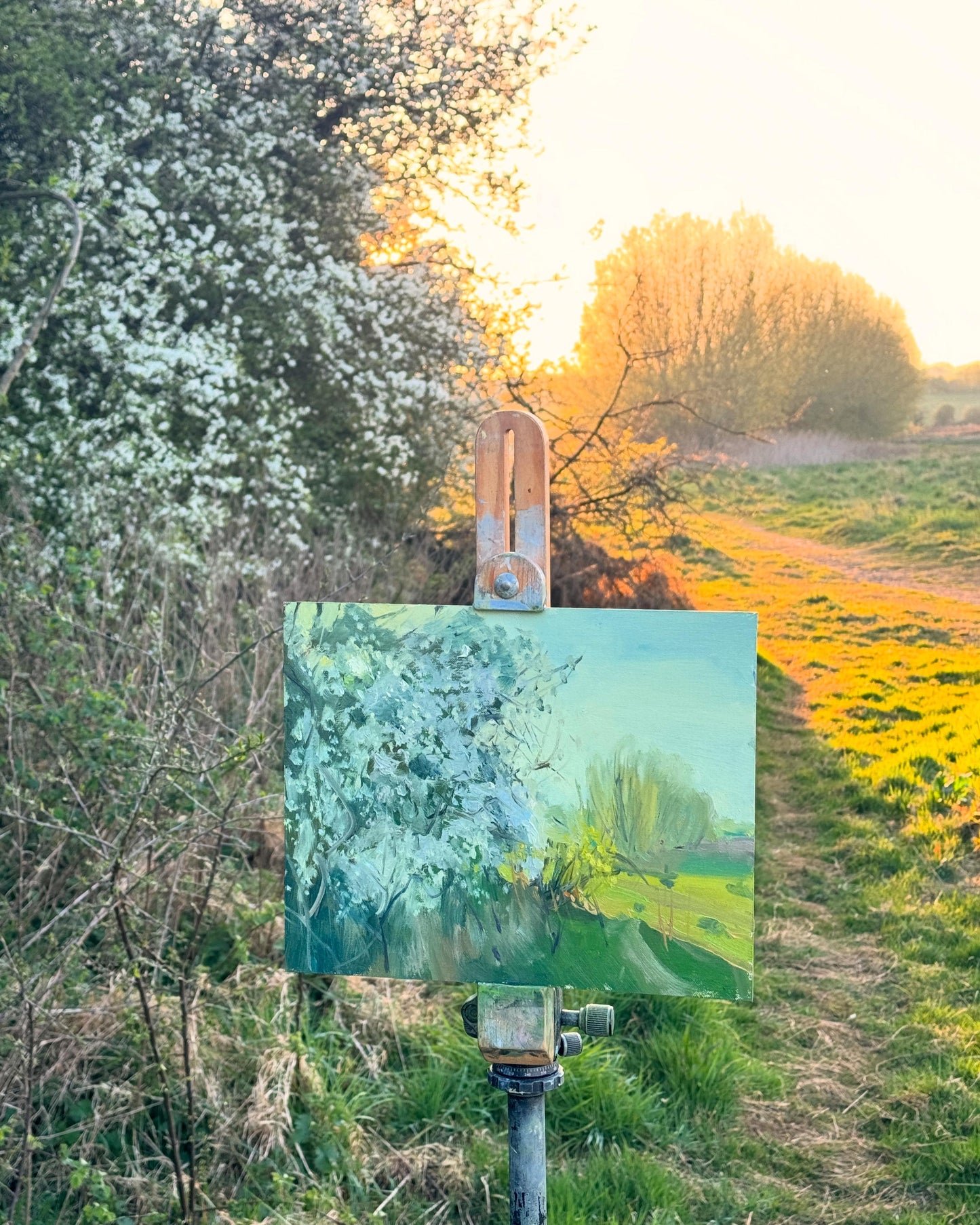 Hawthorn Blossoms in Evening Light