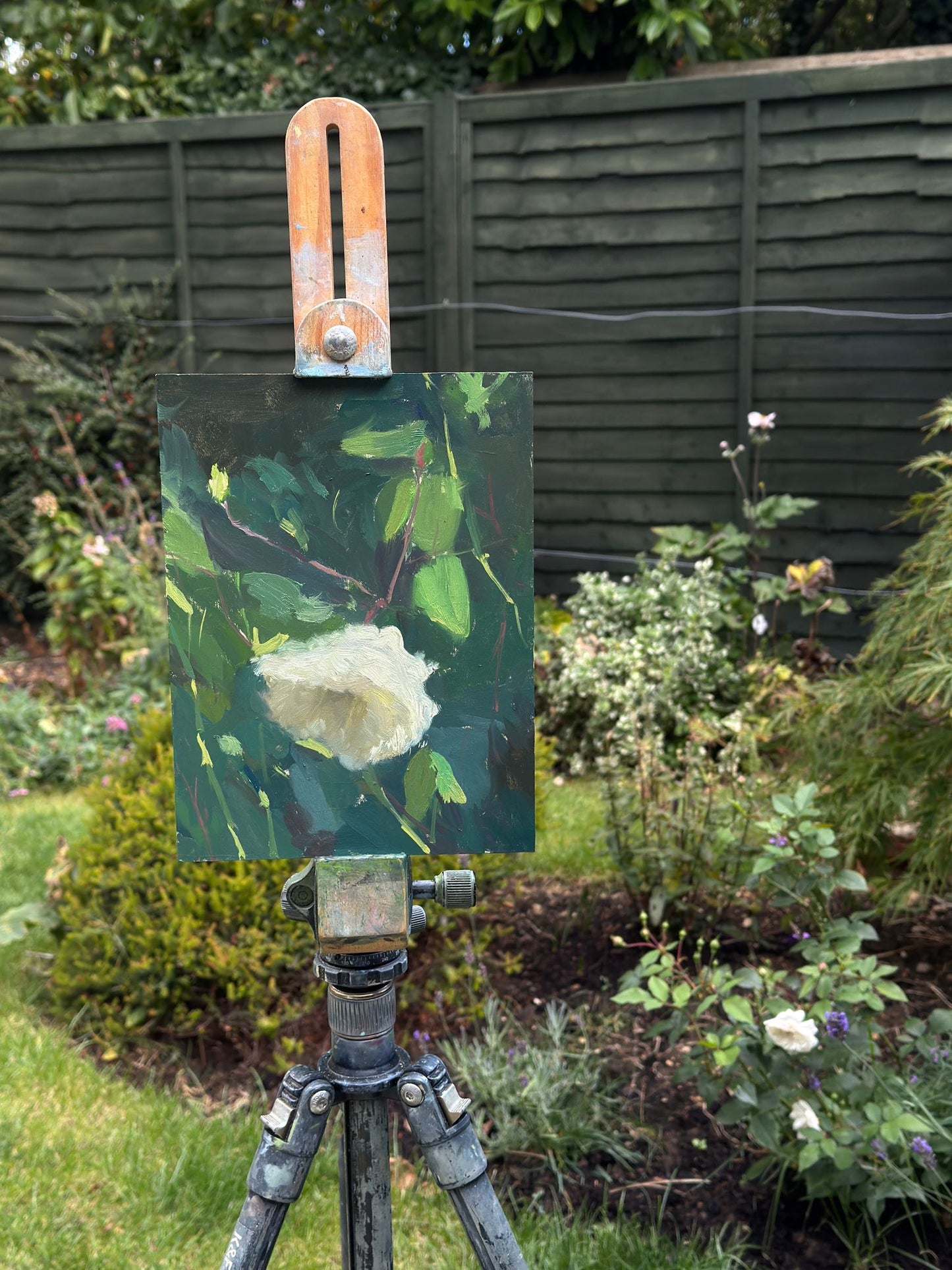 Painting of the white rose en plein air on an easel in a Cotswold garden.