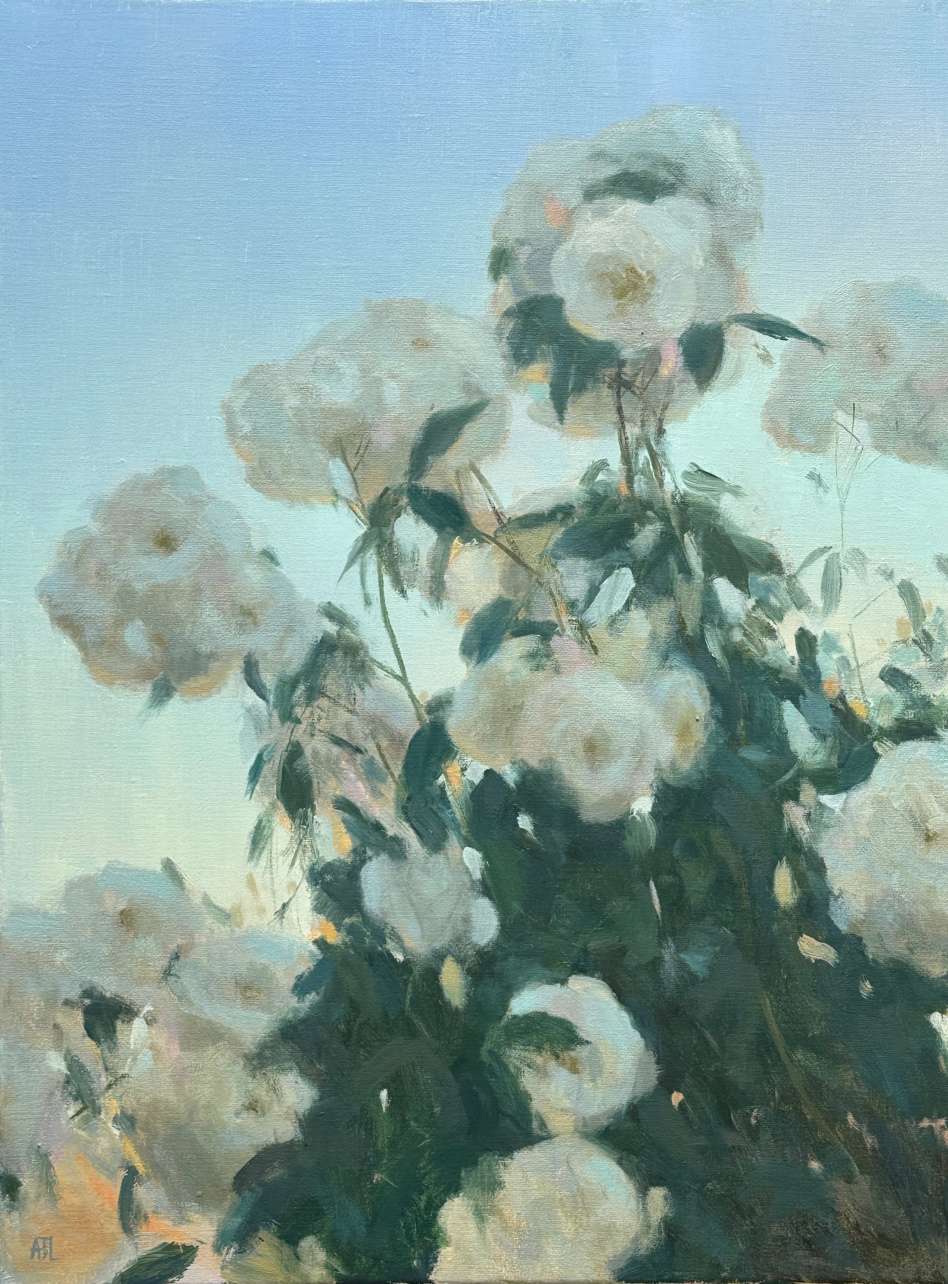An original oil painting of white roses against a blue and apricot sky.