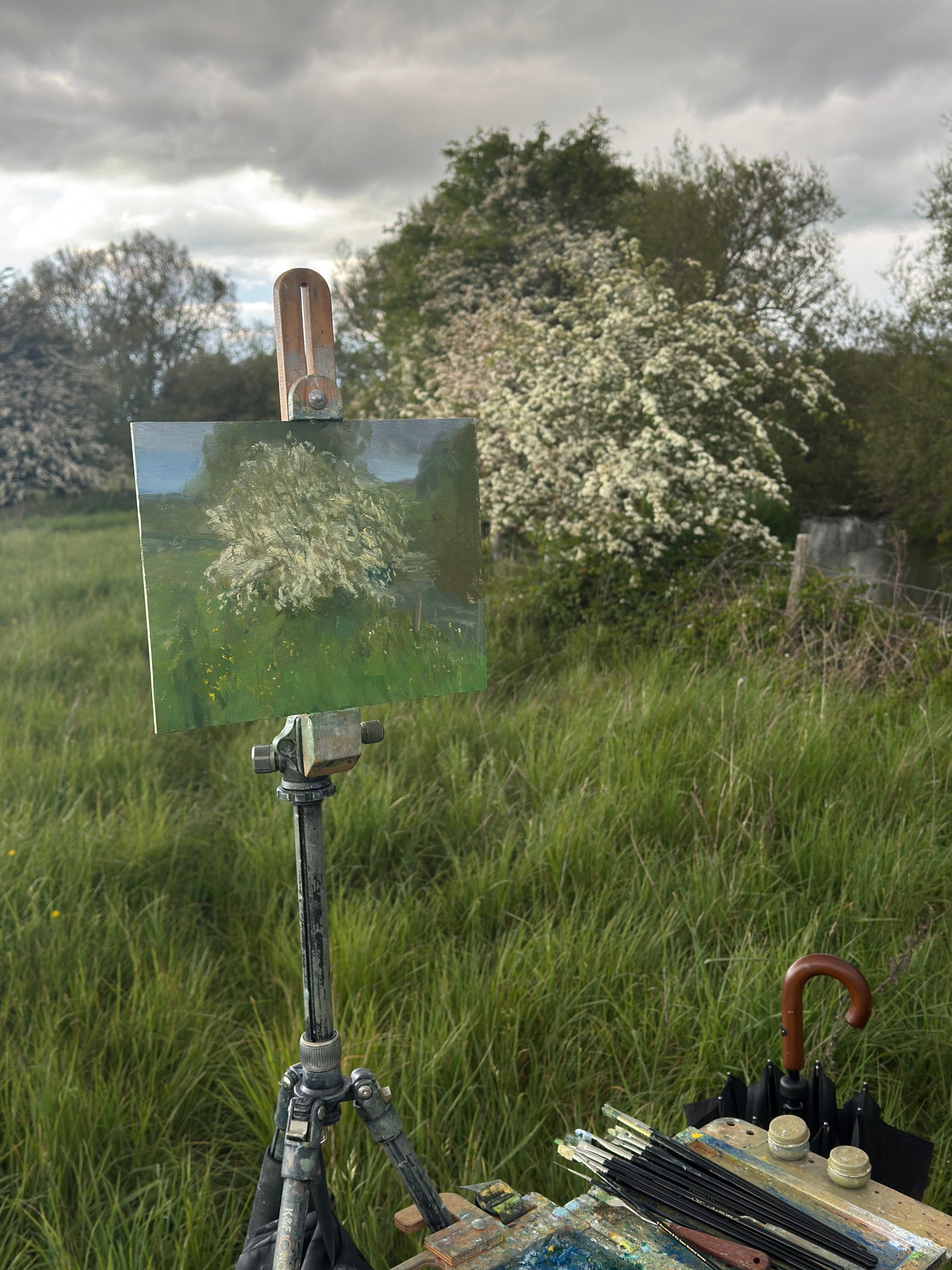 The en plein air scene, with the painting on the artist easel in front of a large white Hawthorn.