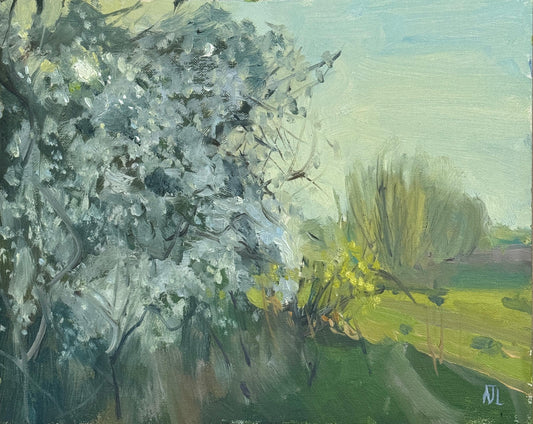 Hawthorn Blossoms in Evening Light