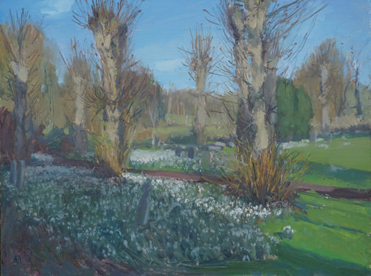 Snowdrops in Afternoon Light, Burford
